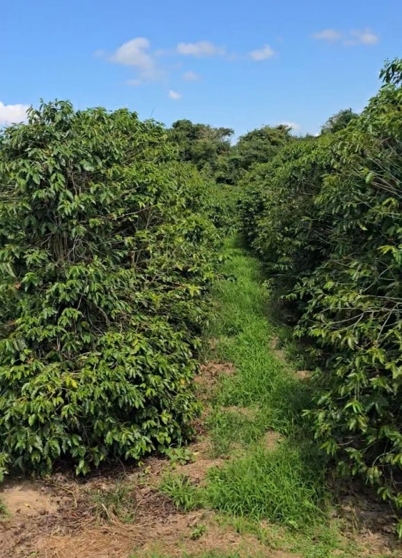 Fazenda, 71 hectares - Foto 1