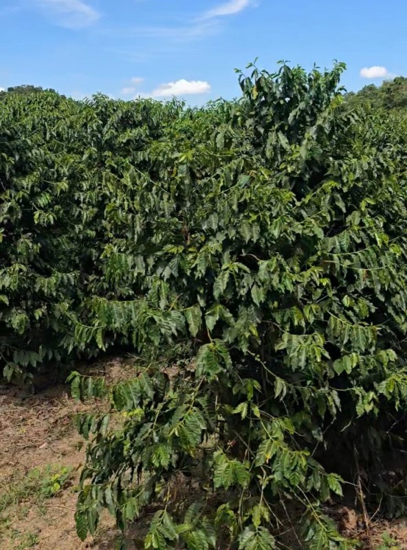 Fazenda, 71 hectares - Foto 2