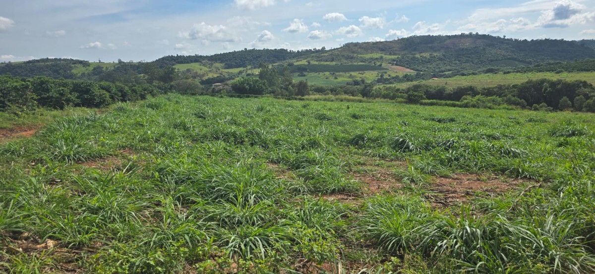 Fazenda, 71 hectares - Foto 19