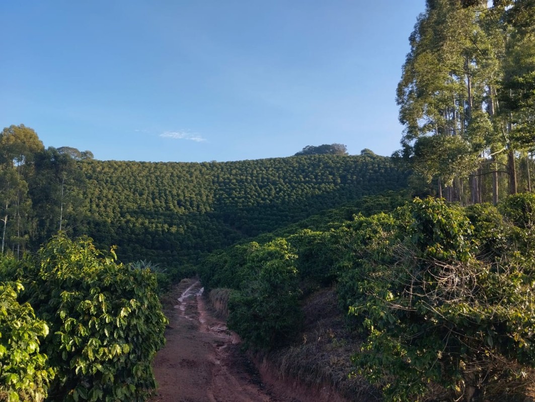 Fazenda, 60 hectares - Foto 7