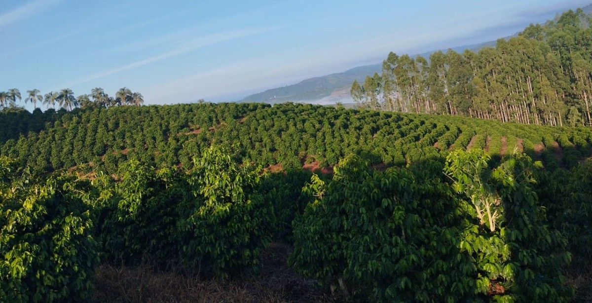Fazenda, 60 hectares - Foto 20