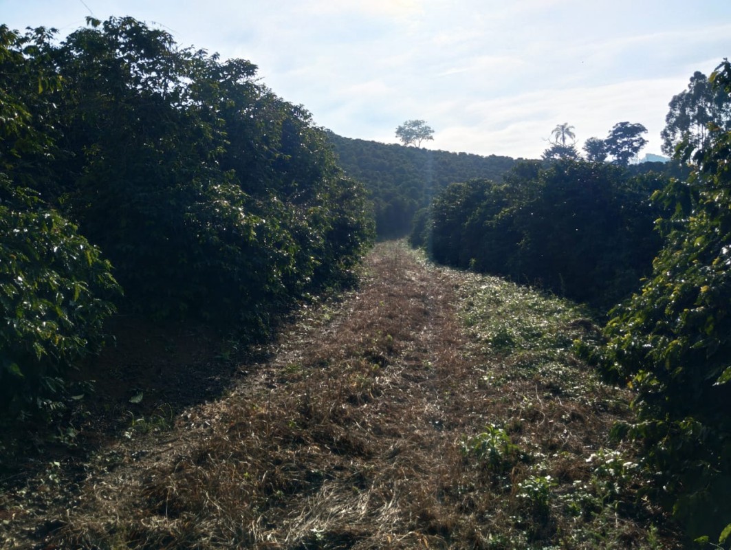 Fazenda, 60 hectares - Foto 10