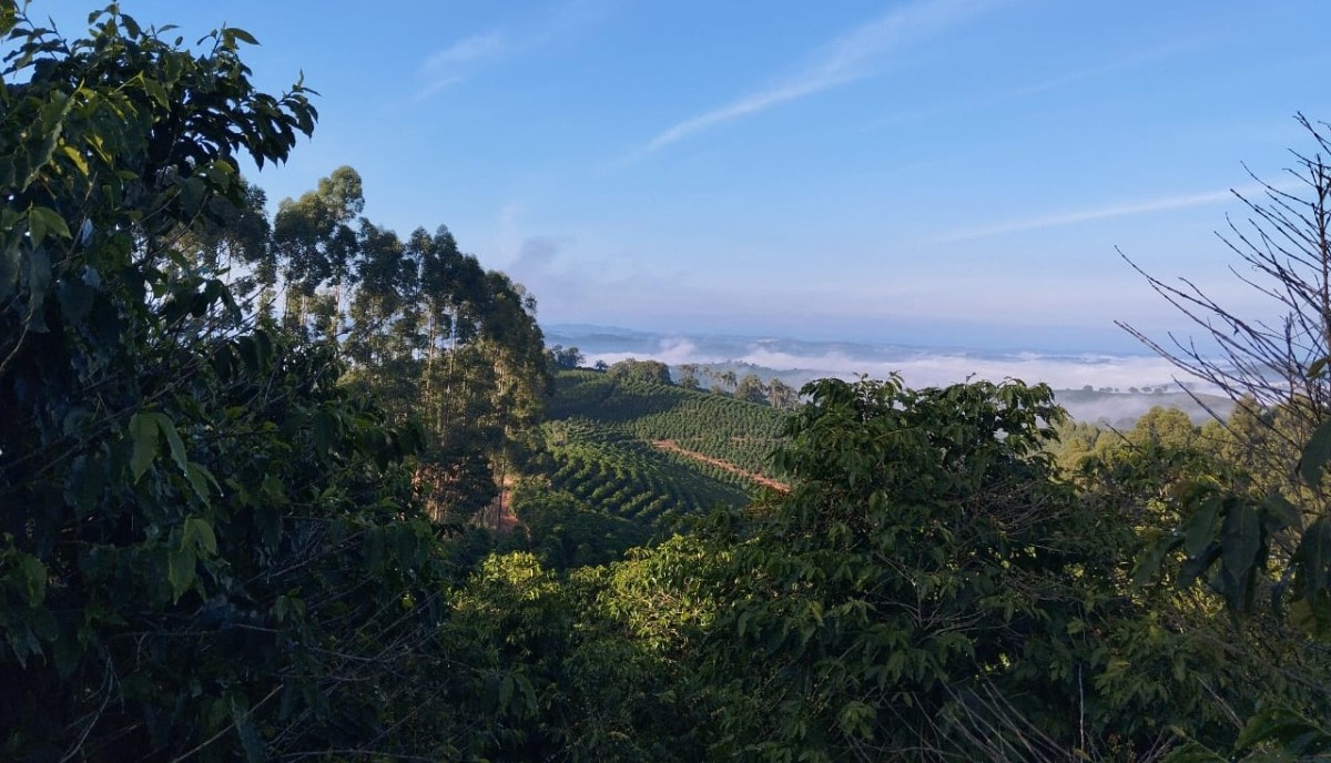 Fazenda, 60 hectares - Foto 9