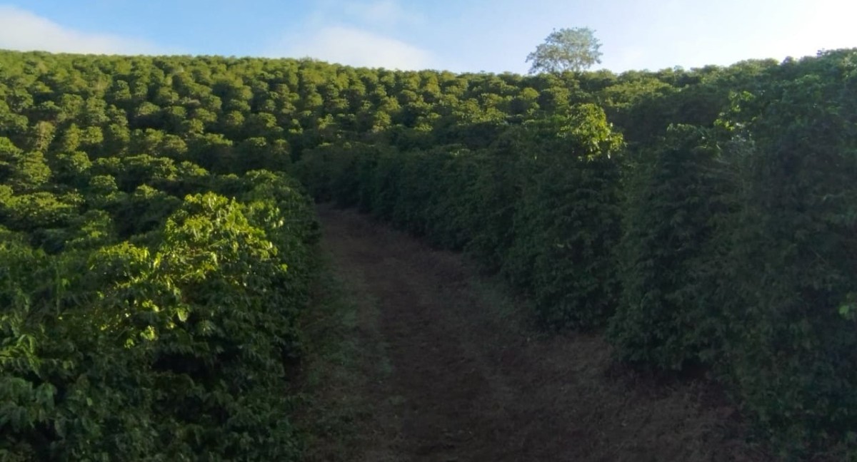 Fazenda, 60 hectares - Foto 12