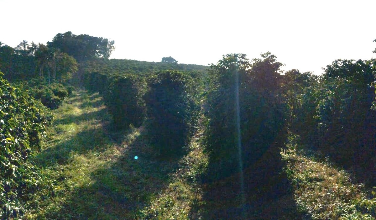 Fazenda, 60 hectares - Foto 18