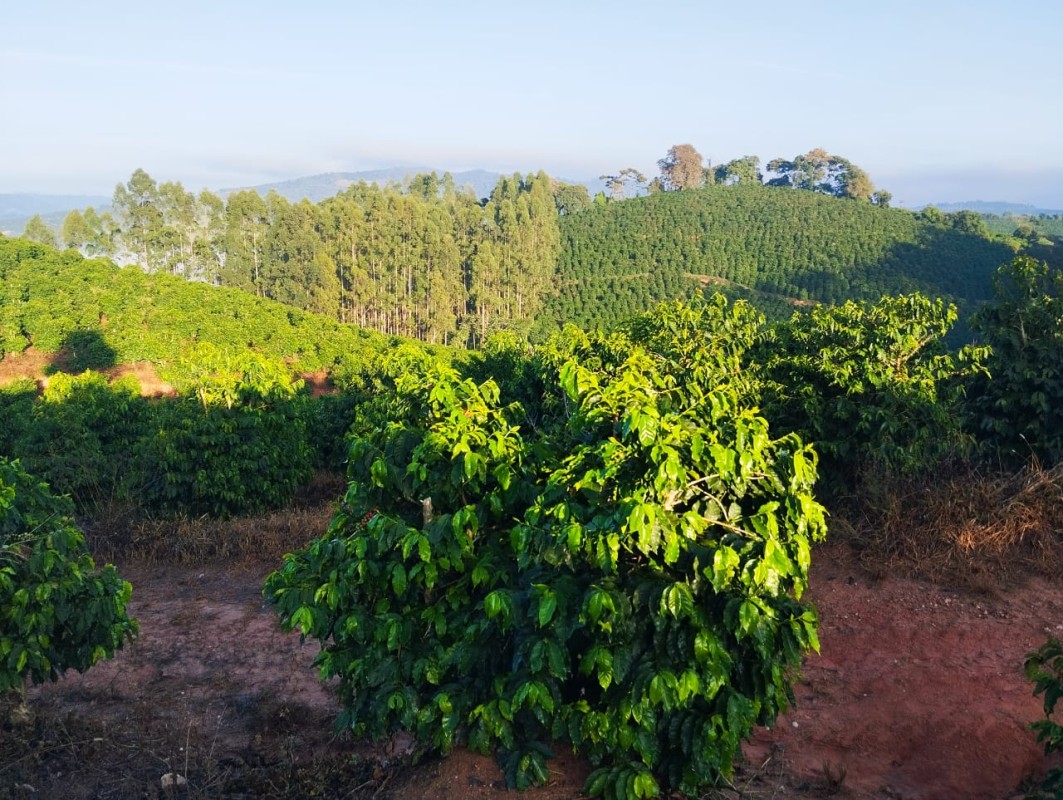 Fazenda, 60 hectares - Foto 19