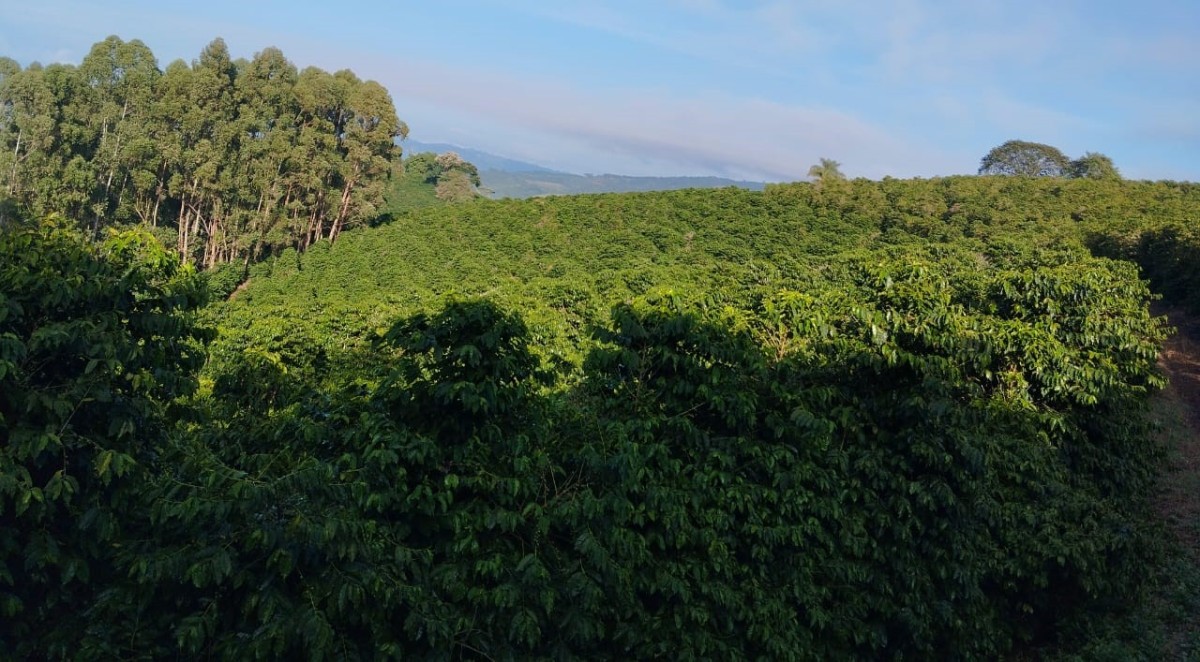Fazenda, 60 hectares - Foto 11