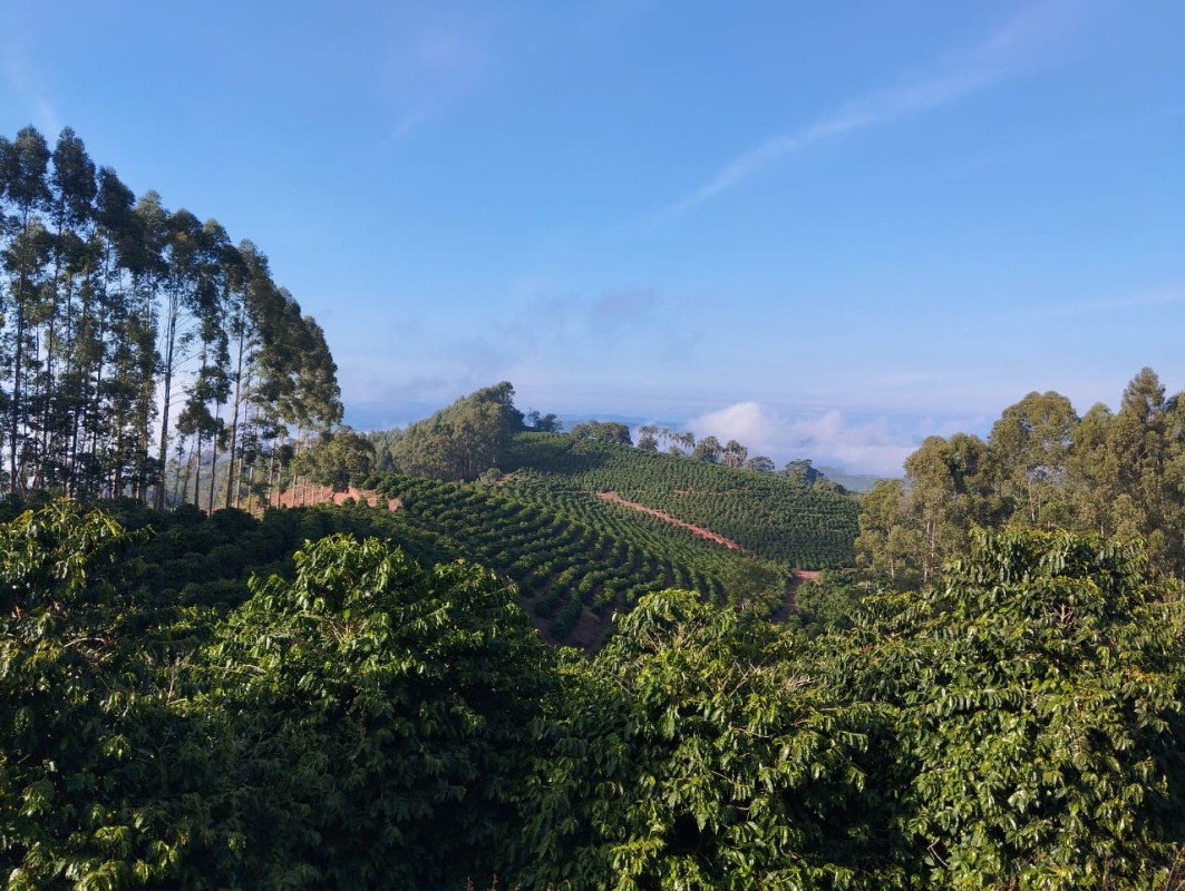 Fazenda, 60 hectares - Foto 25