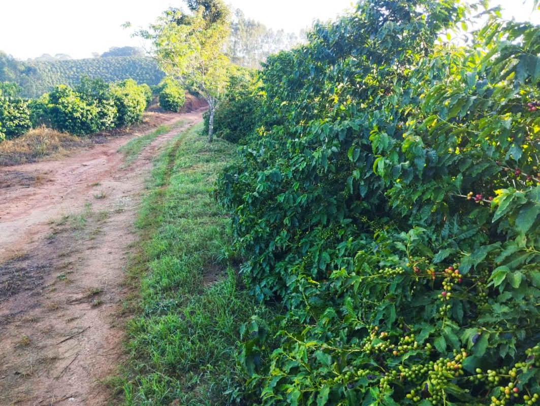 Fazenda, 60 hectares - Foto 5