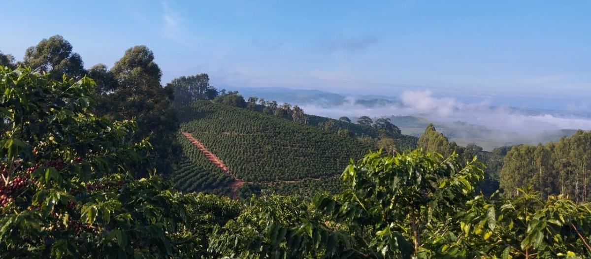 Fazenda, 60 hectares - Foto 22