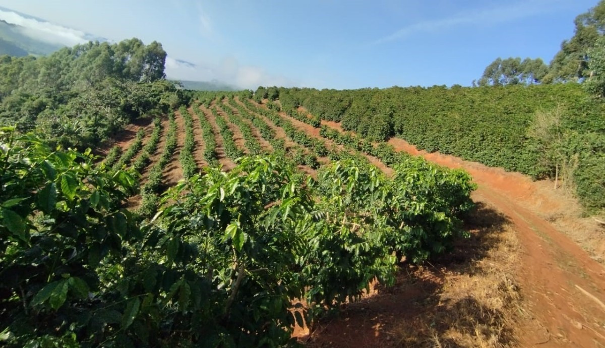 Fazenda, 60 hectares - Foto 16