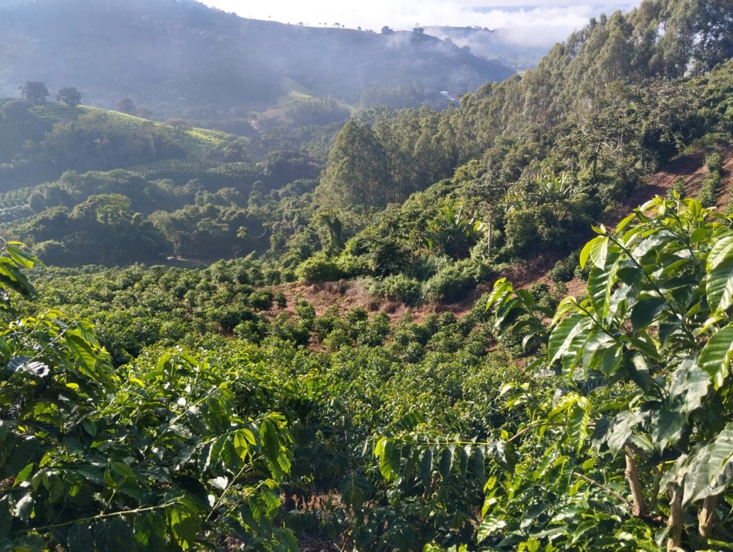 Fazenda, 60 hectares - Foto 24