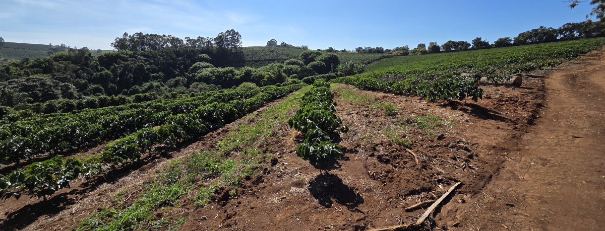 Sítio, 3 quartos, 19 hectares - Foto 20