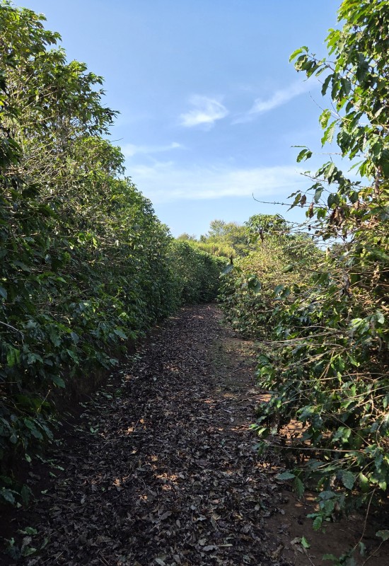 Sítio, 3 quartos, 19 hectares - Foto 8