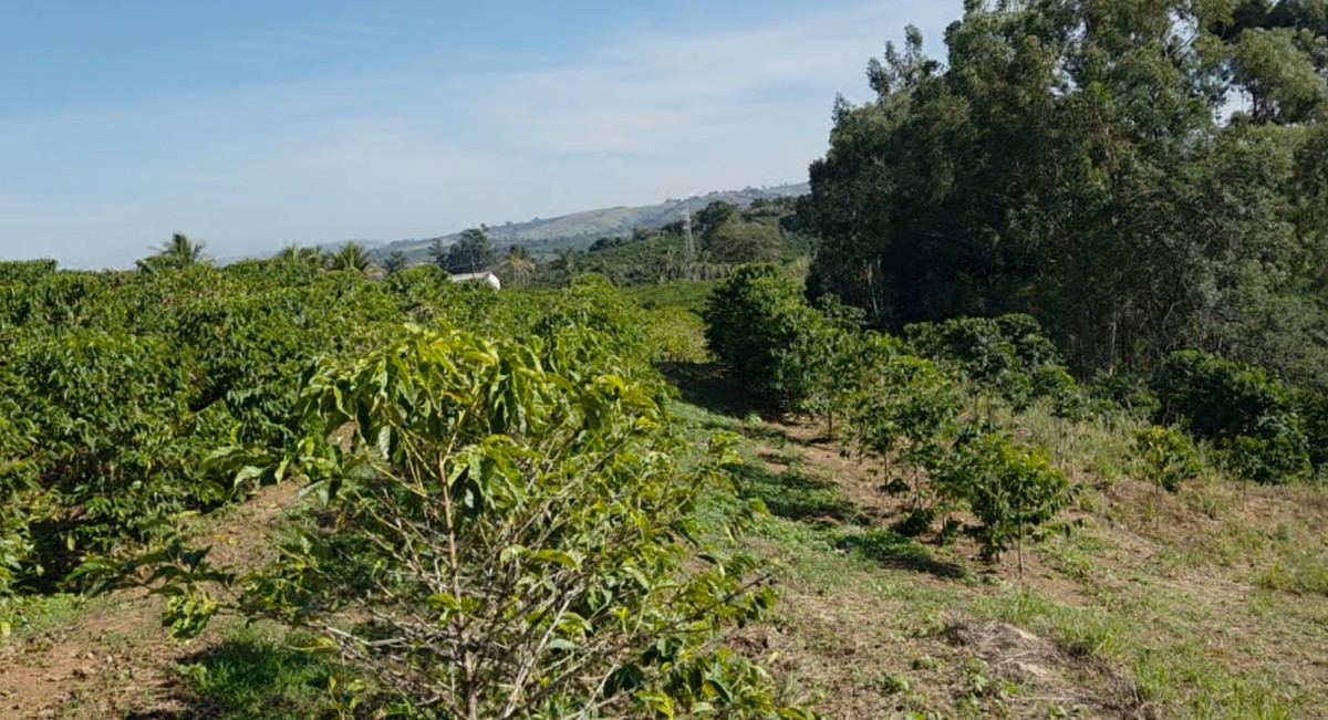 Sítio, 1 quarto, 12 hectares - Foto 7