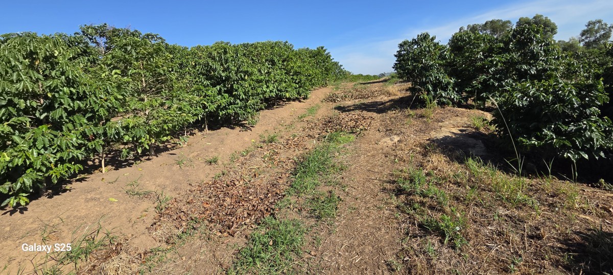 Sítio, 1 quarto, 12 hectares - Foto 3