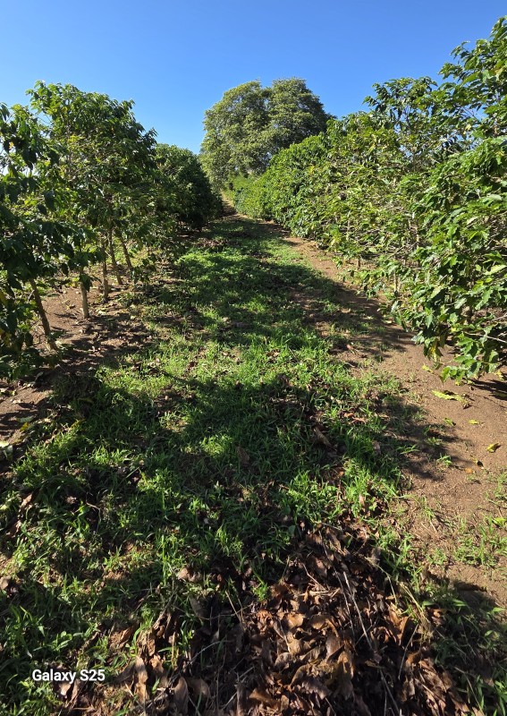 Sítio, 1 quarto, 12 hectares - Foto 5