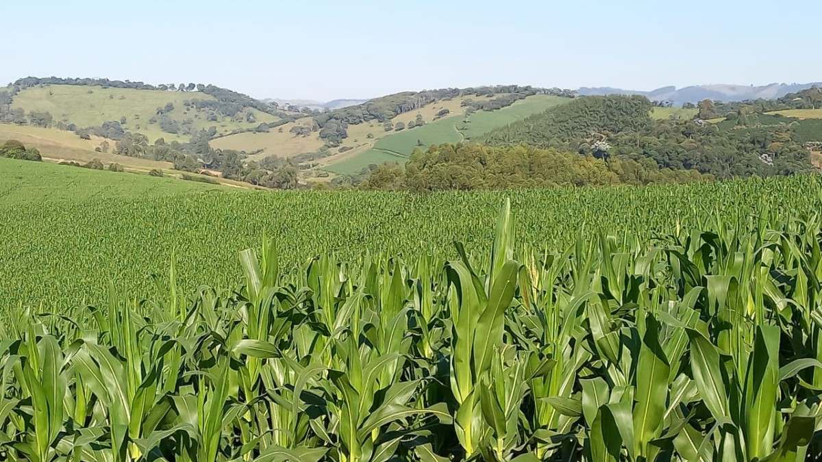 Fazenda, 182 hectares - Foto 2