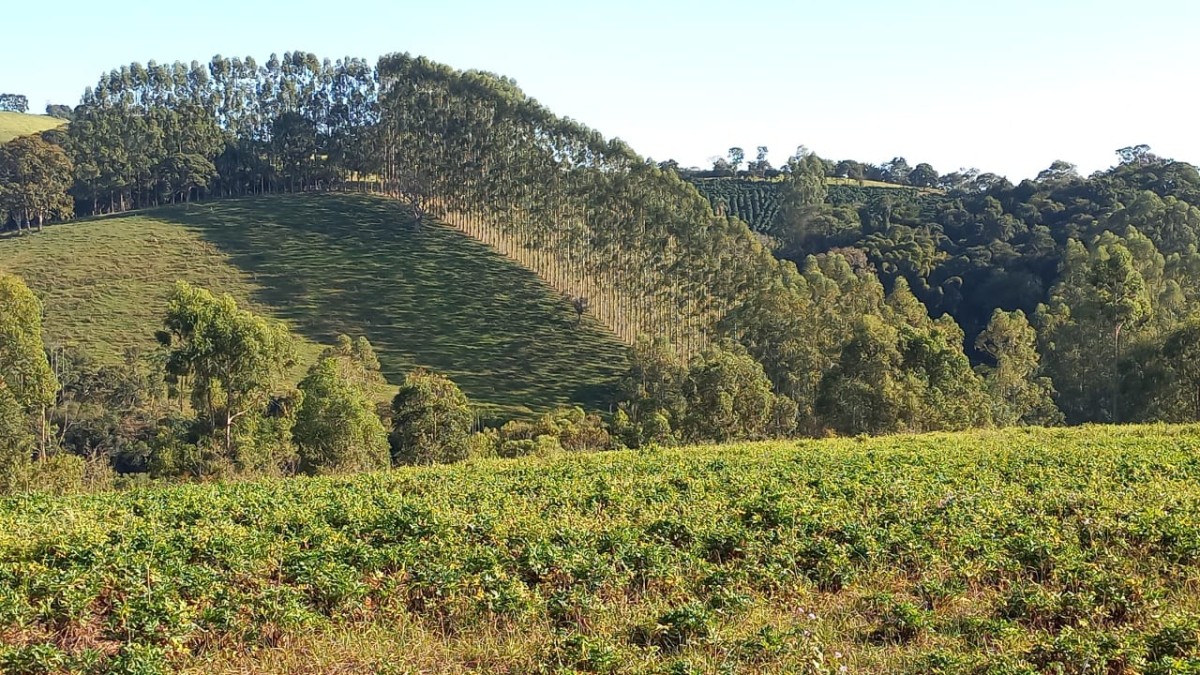 Fazenda, 182 hectares - Foto 15