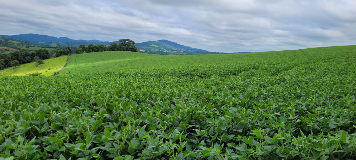 Fazenda, 40 hectares - Foto 9