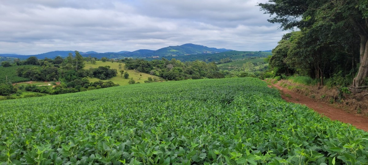 Fazenda, 40 hectares - Foto 11