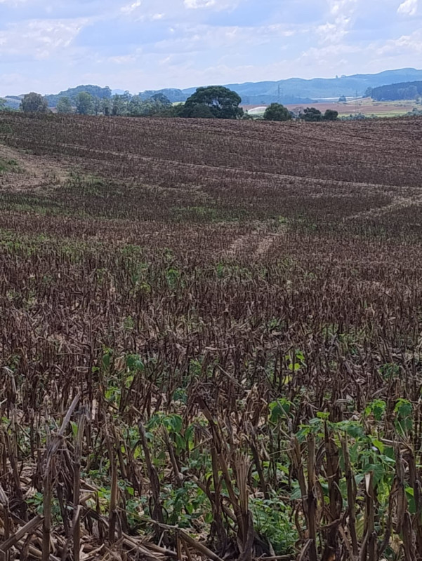 Chácara, 1 quarto, 68 hectares - Foto 15