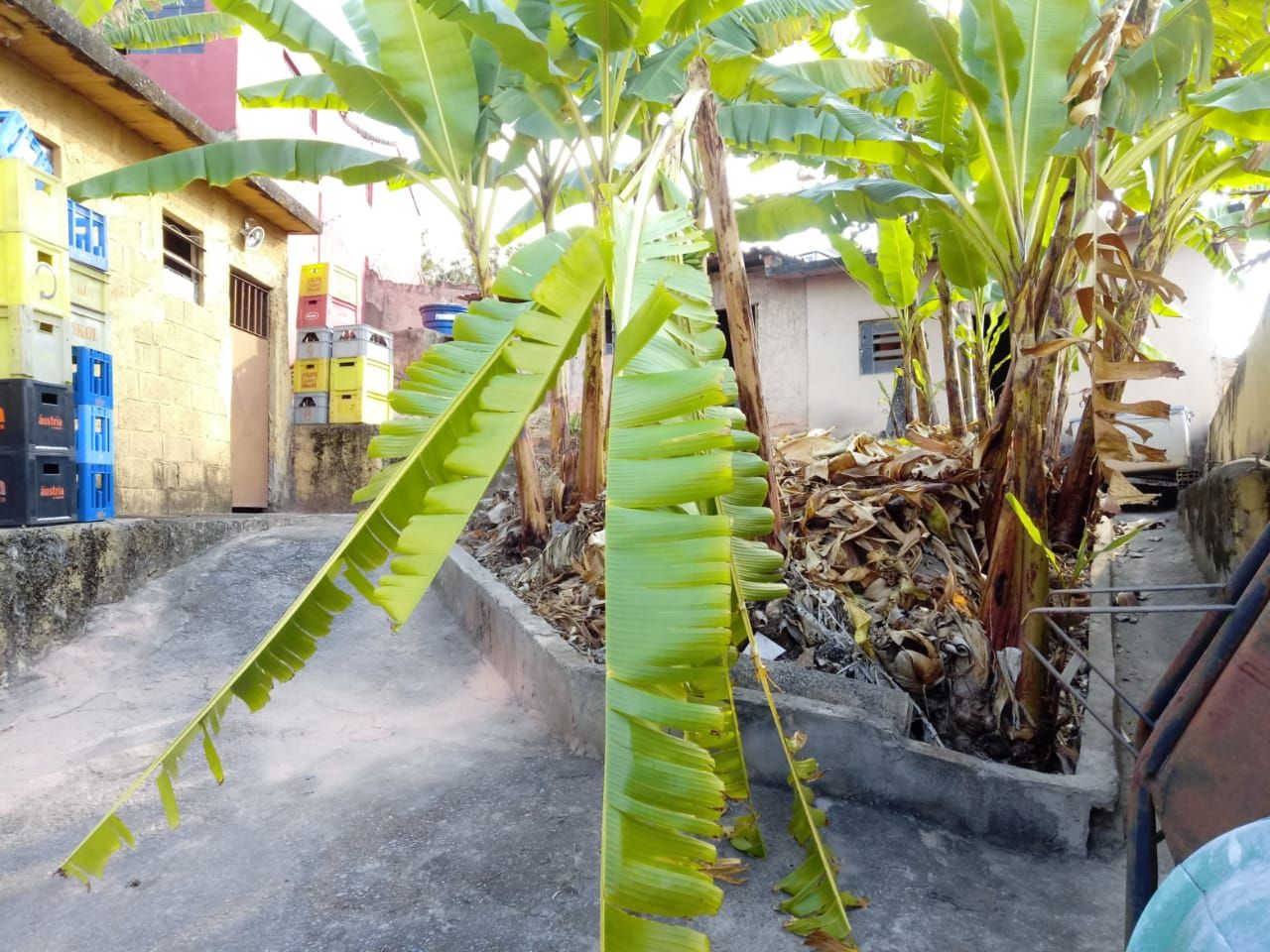 Casa, 4 quartos, 348 m² - Foto 13