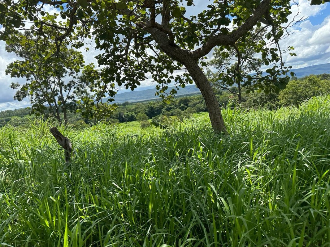Fazenda, 1800 hectares - Foto 4