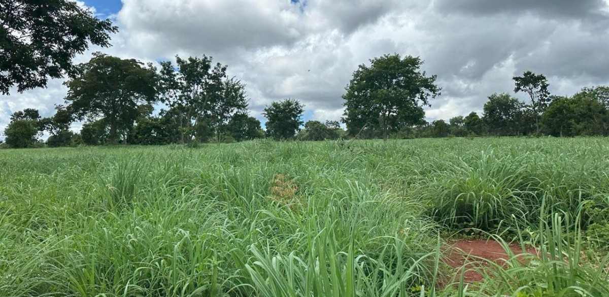 Fazenda, 1800 hectares - Foto 1