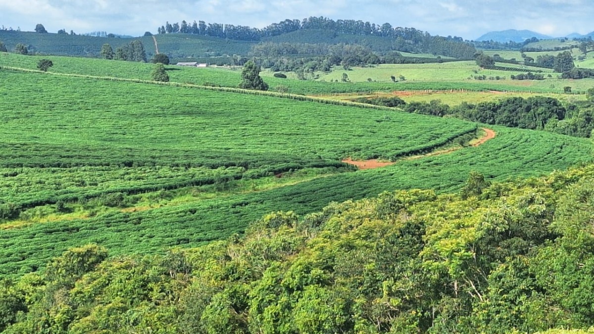 Fazenda, 116 hectares - Foto 6
