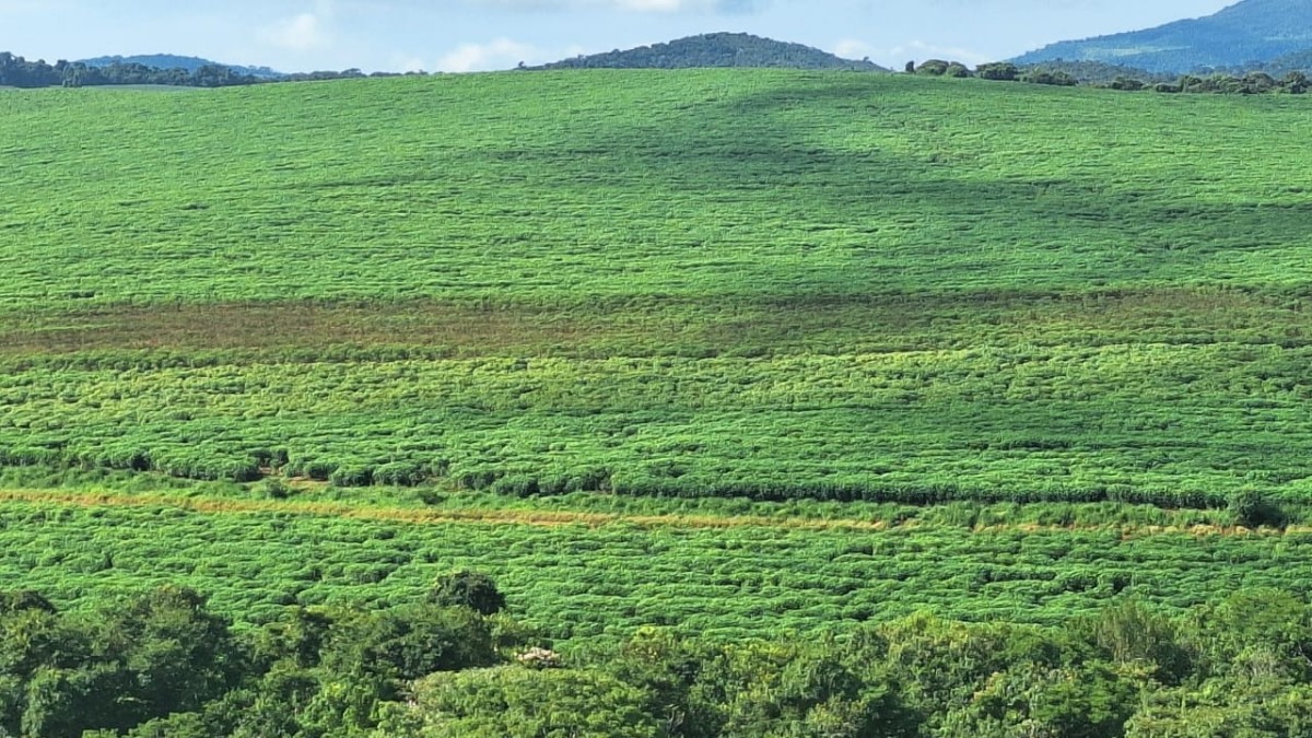 Fazenda, 116 hectares - Foto 8
