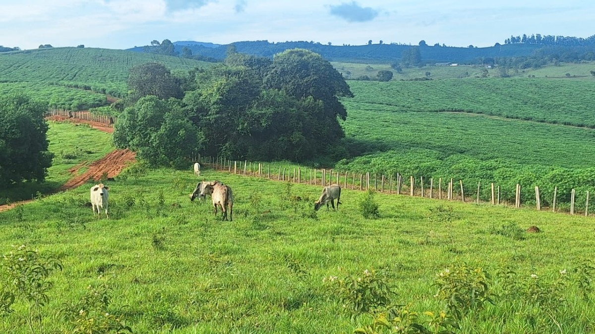 Fazenda, 116 hectares - Foto 15