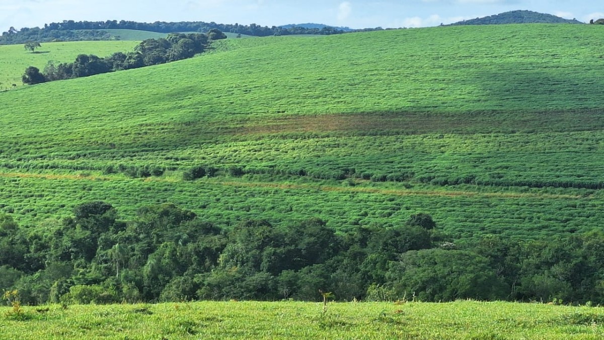 Fazenda, 116 hectares - Foto 10