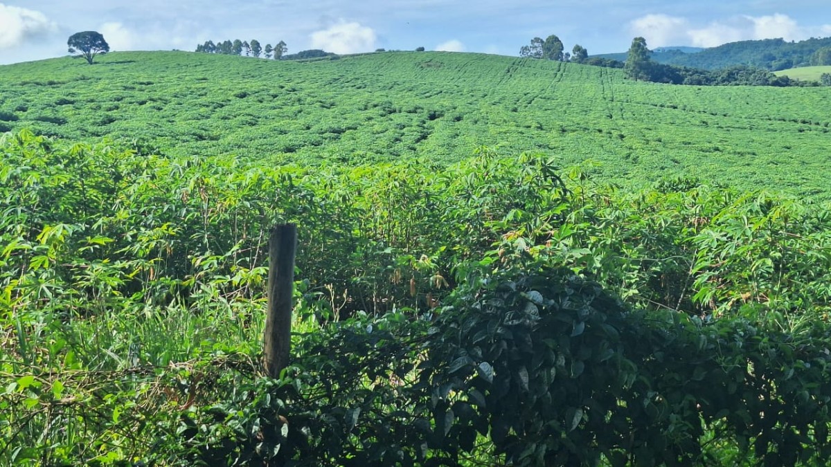Fazenda, 116 hectares - Foto 7