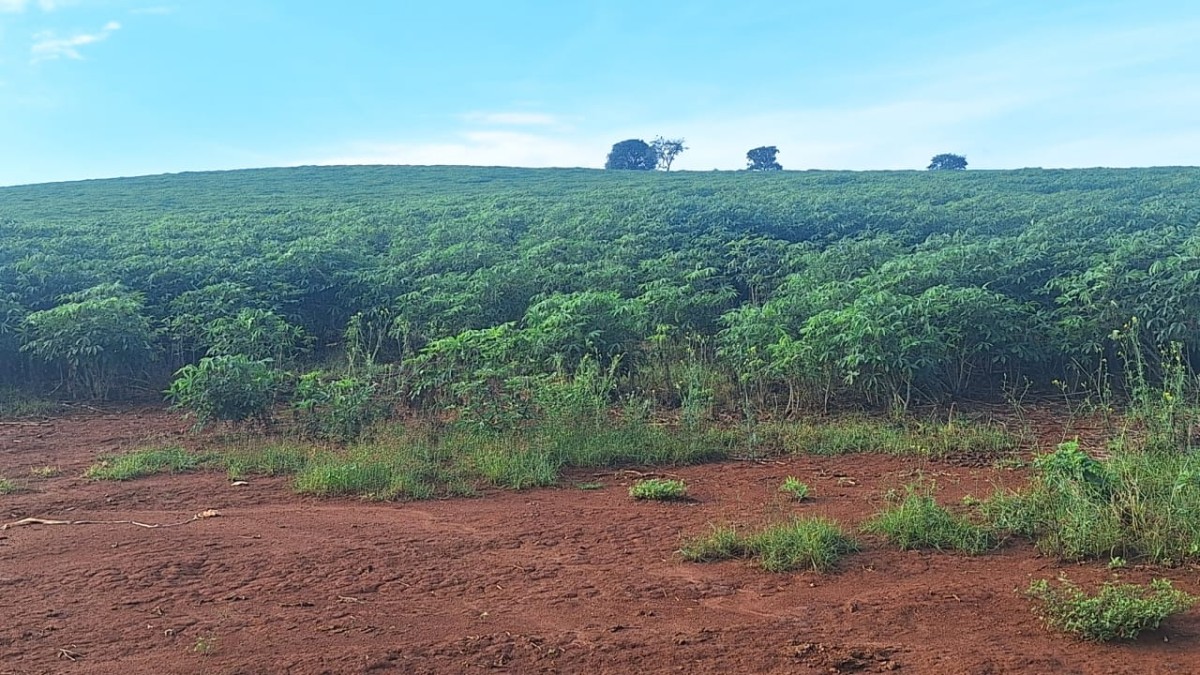 Fazenda, 116 hectares - Foto 12