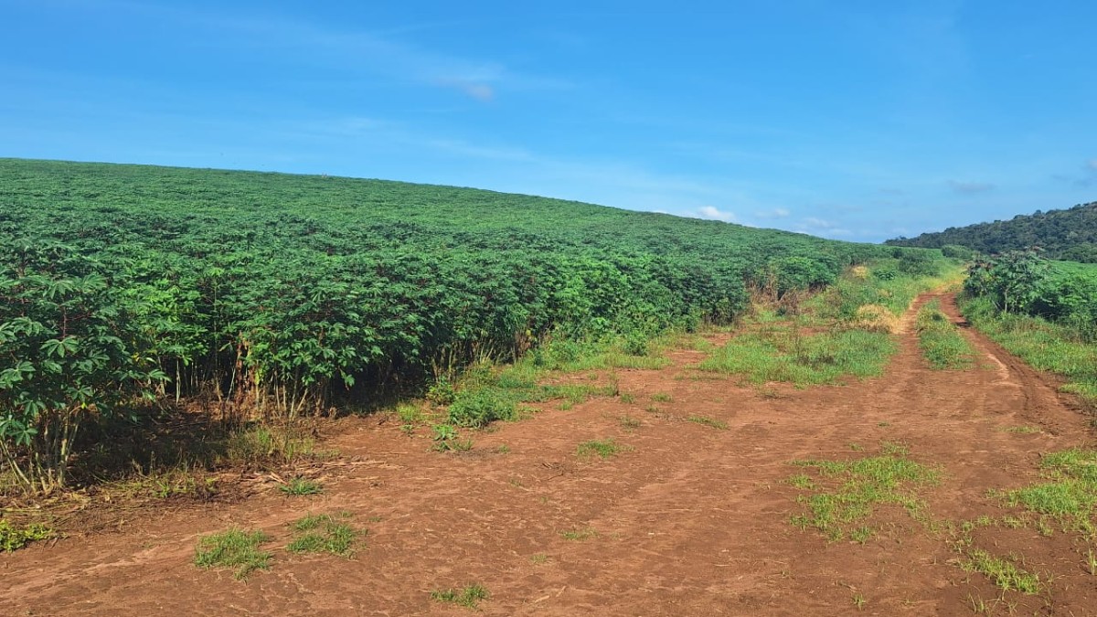 Fazenda, 116 hectares - Foto 14