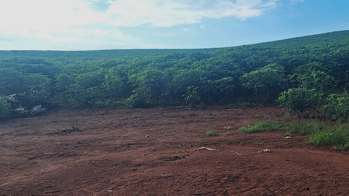 Fazenda, 116 hectares - Foto 18