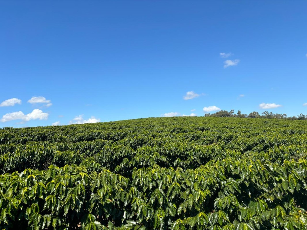 Fazenda, 196 hectares - Foto 22