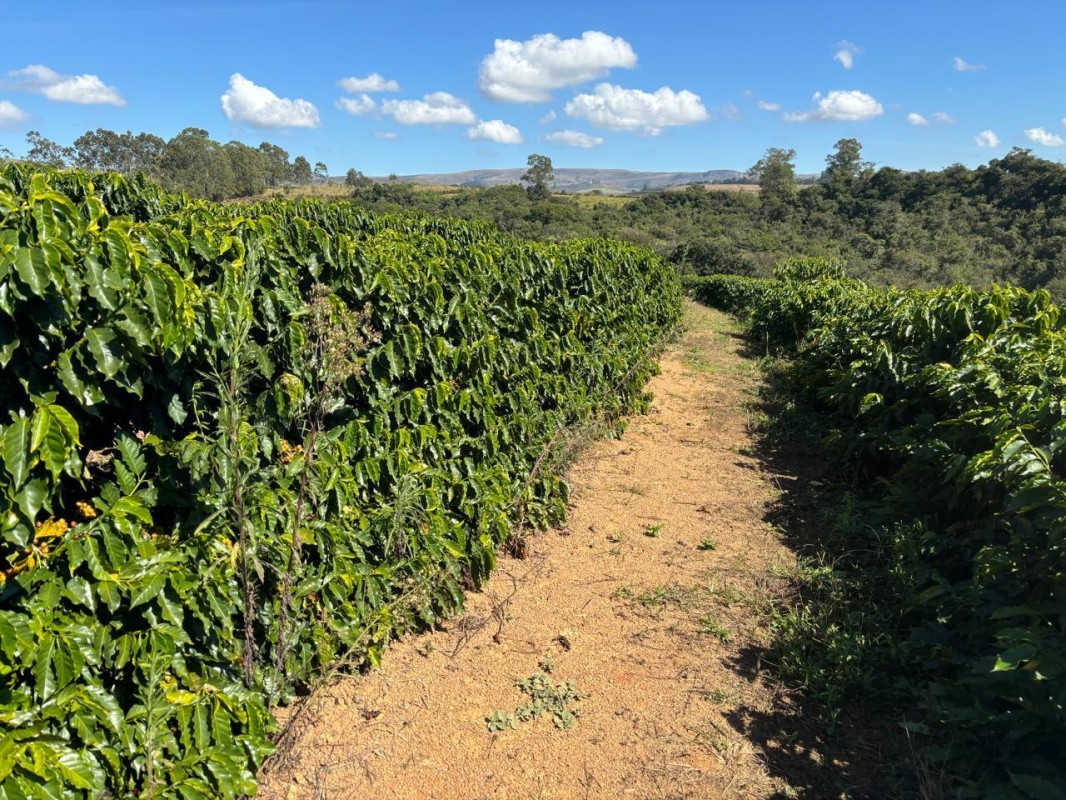 Fazenda, 196 hectares - Foto 15