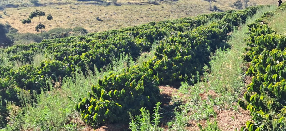 Fazenda-Sítio-Chácara, 32 hectares - Foto 13
