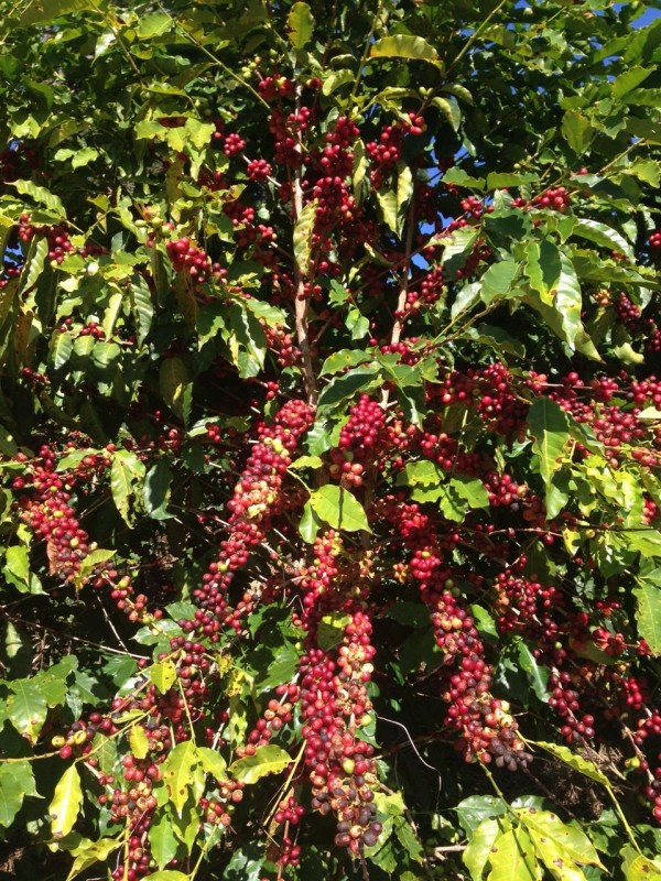 Fazenda, 120 hectares - Foto 17