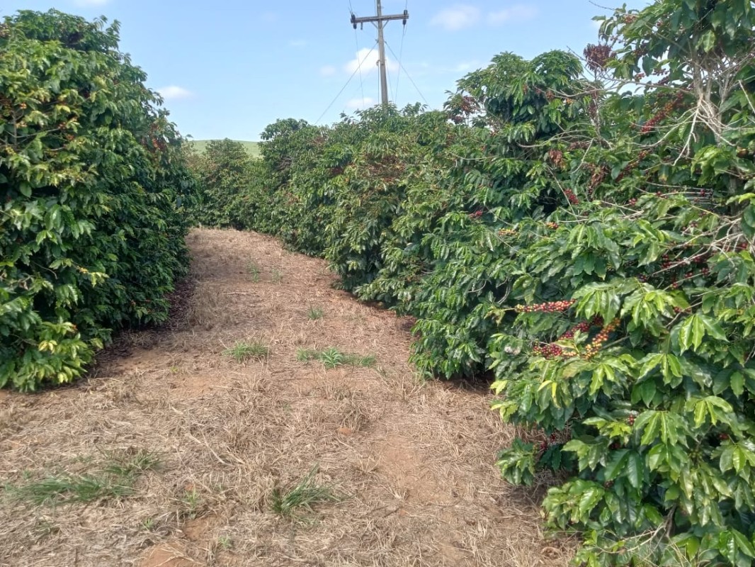 Fazenda, 120 hectares - Foto 7