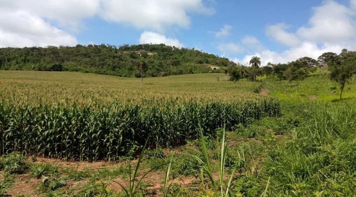 Fazenda, 194 hectares - Foto 19
