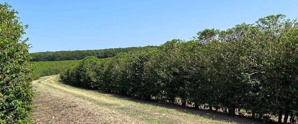 Fazenda, 277 hectares - Foto 3