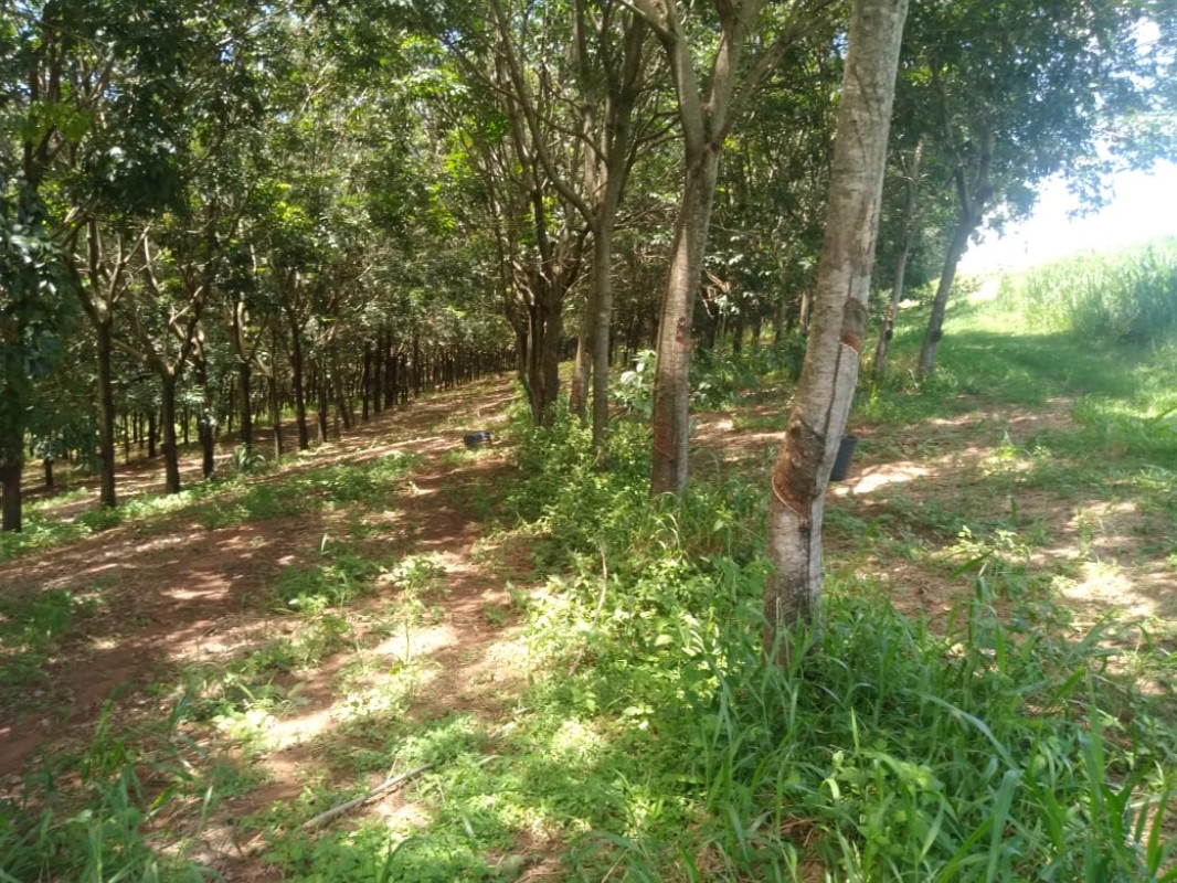Chácara, 1 quarto, 277 hectares - Foto 20