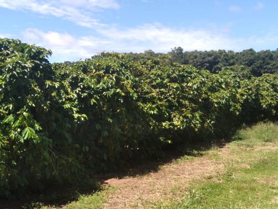 Fazenda, 277 hectares - Foto 5