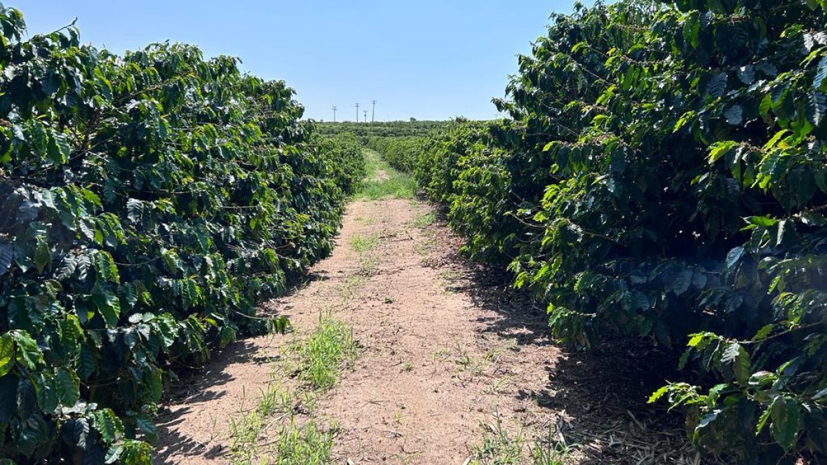 Fazenda, 277 hectares - Foto 1