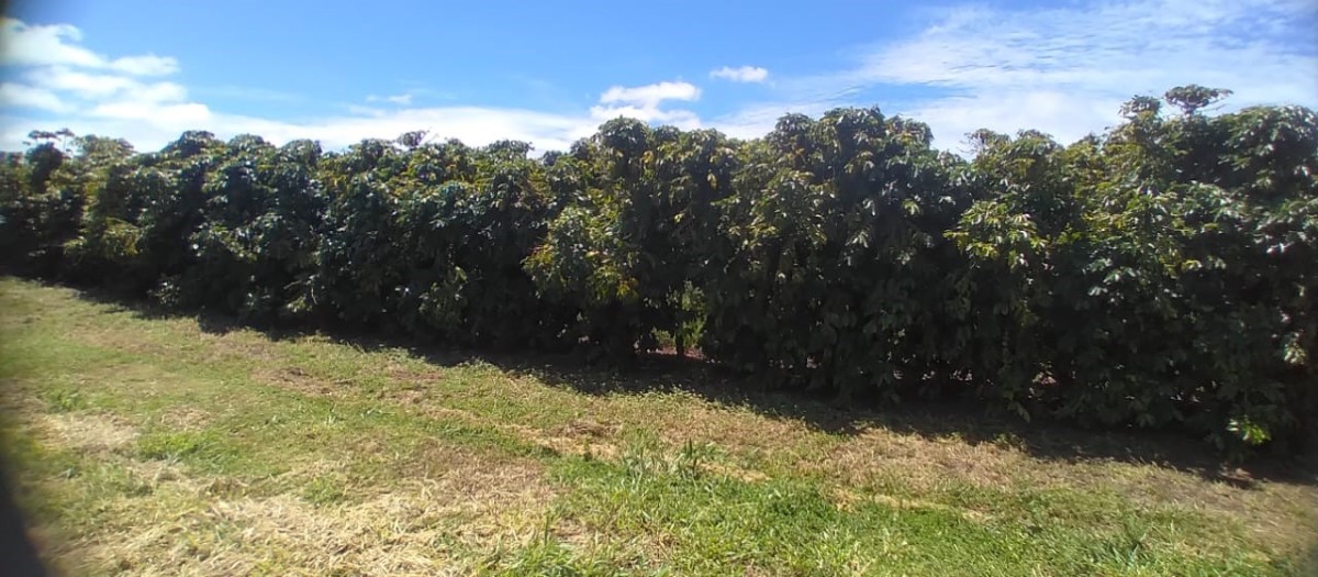 Fazenda, 277 hectares - Foto 4