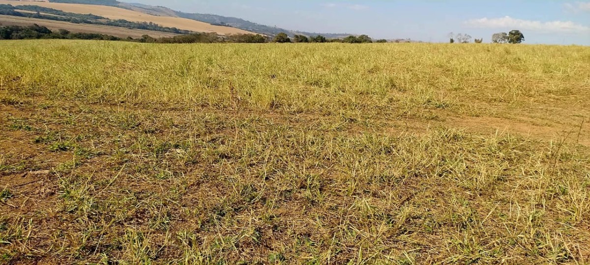 Fazenda, 73 hectares - Foto 7