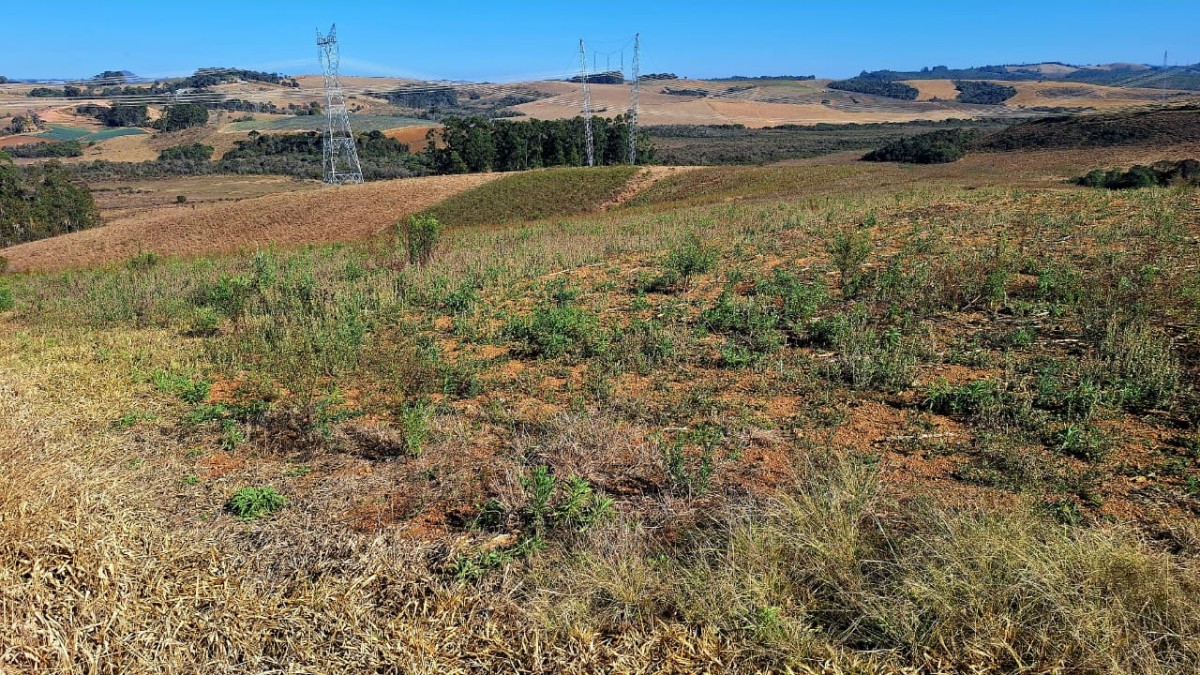 Fazenda, 73 hectares - Foto 4